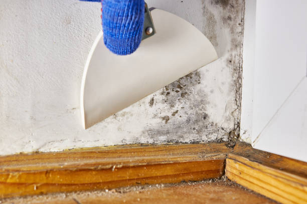 Professional Mold Removal in Blue Ridge, AL